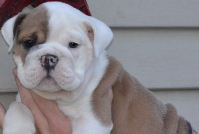 Cute english bulldog puppies.