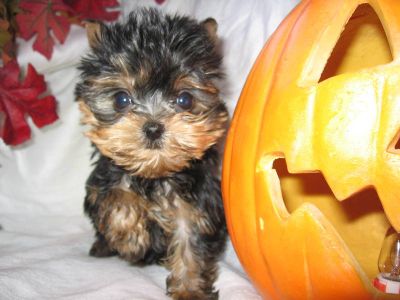 Cute Doll Baby and Teddy Bear Faces Tcup Yorkshire Terriers