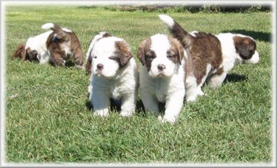 Saint Bernard, PUPPIES FOR FREE,READY