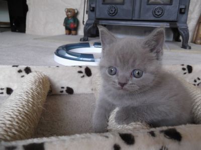 Gorgeous Tica & CFA Registered British Short Hair Kittens For Good Homes 