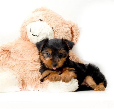 teacup yorkies puppies for adoption 