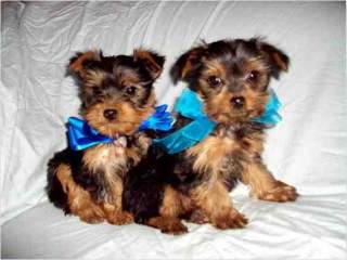 Top Quality Teacup Yorkie Puppies For Free Adoption
