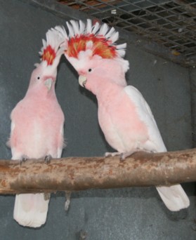 Hand tamed Parrots And Fertile Parrot Eggs For Sale