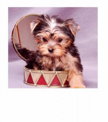 CUTE TEACUP YORKIE PUPPIES LOOKING FOR A NEW HOME