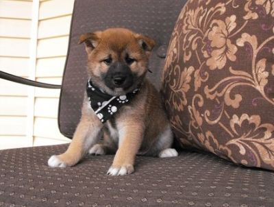 Shiba Inu Puppies For Sale 