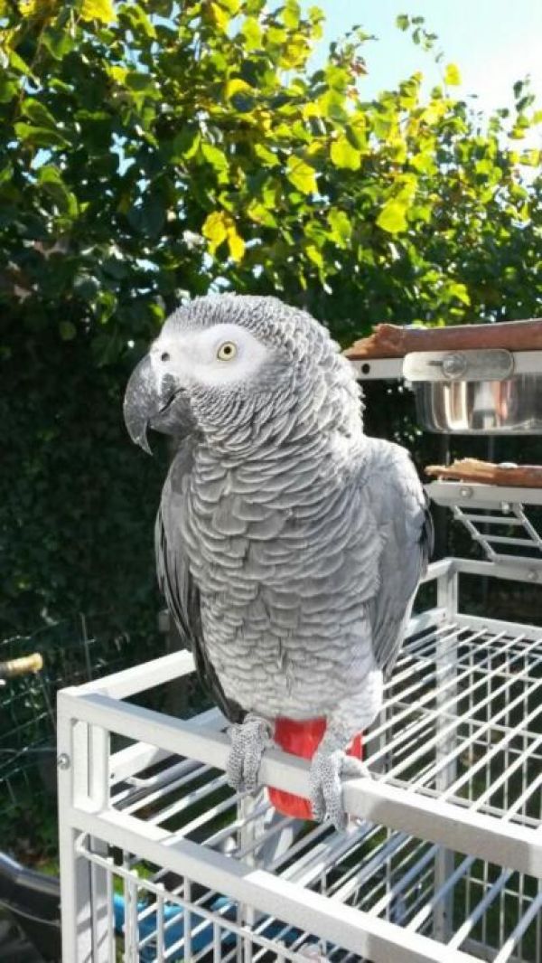 Talking African Gray Parrot