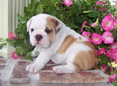 Healthy Male and Female English bulldog Puppies For a new home