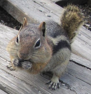 Available Chipmunks for sale