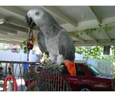 Africa grey parrots and eggs for sale