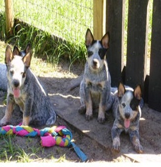 australian cattledog  Available.