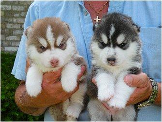 nice looking siberian husky for a caring family