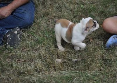  x-mass adorable male and female English bulldog puppies for adoption now!!!