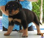 cute and adorable rottweilers puppies ready for adoption
