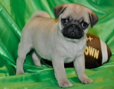 TALENTED  AND  ADORABLE PUG  PUPPIES FOR FREE ADOPTION