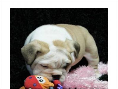 Englidh Bull dog puppy for adoption