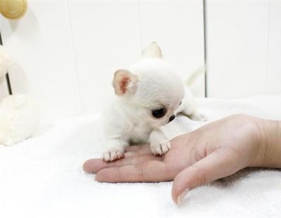  male and female Tiny chihuahua puppies for marry christmass