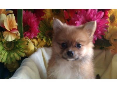 *Small Pomeranian Puppies* Pre-Spoiled & Playful * 