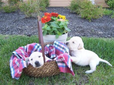 Labrador puppies, purebred.