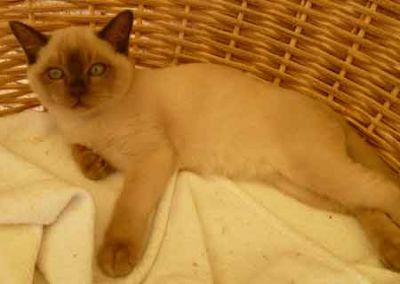 Burmese kittens Bred By Oramor