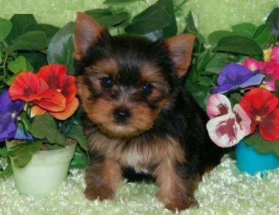 well trained teacup yorki Puppies for Adoption