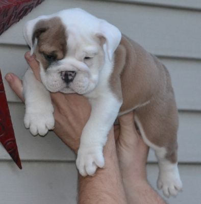 Cute english bulldog puppies.
