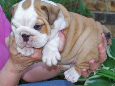 cute and lovely english bull dogs for adoption 