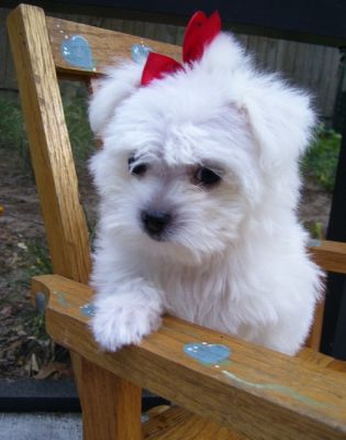 Affordable Maltese puppies now Available