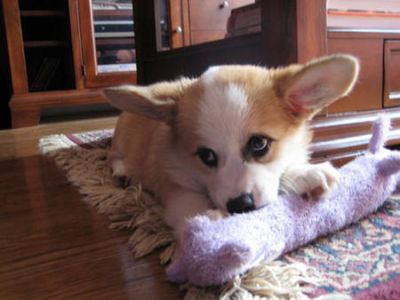  welsh corgi puppiesfor adoption