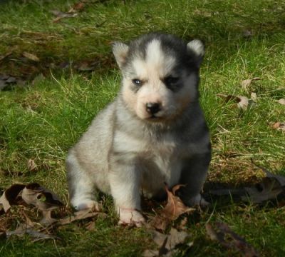 Purerest  bred Siberian Husky puppy