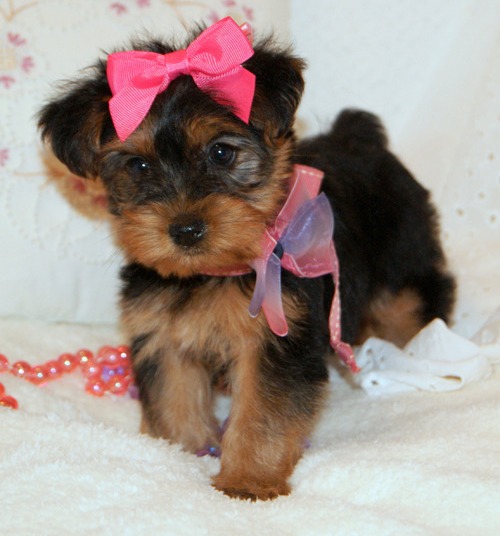 Excellent Teacup Yorkie Puppies For Adoption