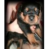 Adorable AKC registered rottwiler puppies