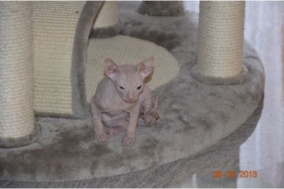 Cute male and female Sphynx kittens for adoption.