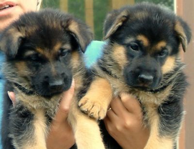 Cute Male and Female German Shepherd Puppies For Adoption