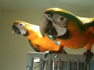 Gorgeous blue and gold male and female Macaw Parrots for free 