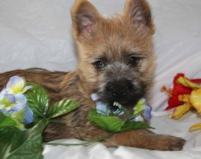 Cairn Terrier Puppies ready for sale 