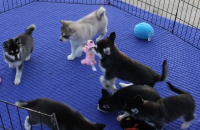 Blue eyes Siberian husky puppies for adoption 