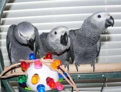 Male and female African grey parrots for adoption