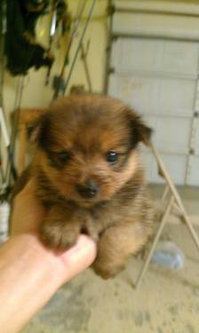 pomeranian puppies for sale