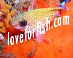 coral reef | marine invertebrates | marine fish