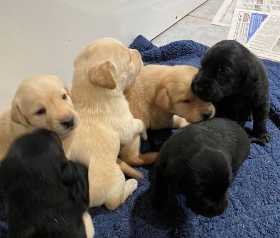 Cute Labrador Retriever puppies