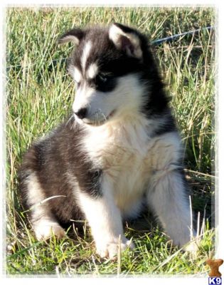 Alaskan Malamute Puppies For New Homes Ready.