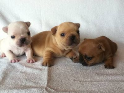 French Bulldog Puppies-Registered