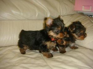 yorkies,maltese & chihuahua pups
