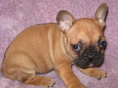 french bulldog