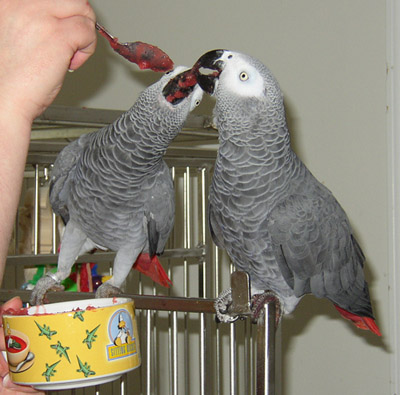 lovely pair of talking african gray parrots