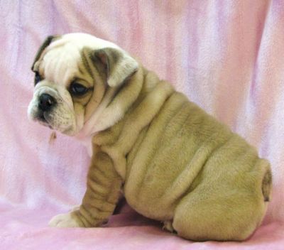ADORABLE ENGLISH BULLDOG PUPPIES