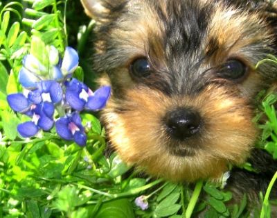 Yorkie Puppies For Free To Good homes...
