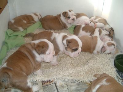 adopt an english bulldog for free