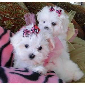 Gorgeous Teacup Maltese Puppies