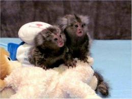 Adorable Baby Capuchin,Squirrel,Spider and Marmoset monkeys